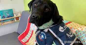 Edmonton’s Zebra Child Protection Centre welcomes new dog Cajun to VIP team