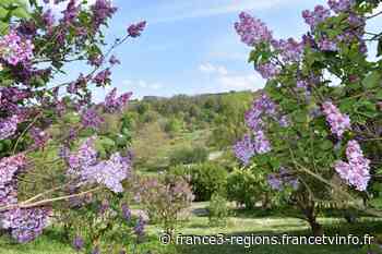 Nancy : pourquoi les fleurs de lilas sont omniprésentes dans la ville - France 3 Régions