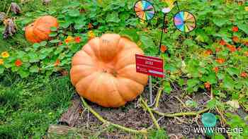 Wettbewerb für alle Kitas im Kreis Wittenberg: Wer zieht den dicksten Kürbis heran? - Mitteldeutsche Zeitung