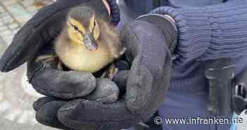 Kronach: Passantin findet in Gully gefallene Entenküken - Polizei rückt zur Rettung an