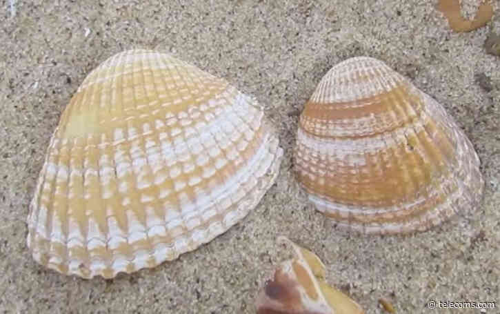 Ofcom opens investigation into Shell Energy’s telecoms division