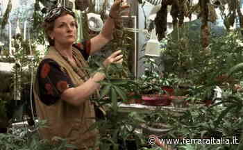 L'erba di Grace, vedova allegra - Nicola Passarotto