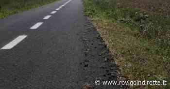 Fili d'erba crescono tra l'asfalto della ciclabile - RovigoInDiretta.it