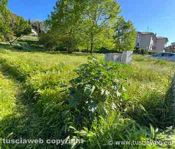 "Erba alta ai giardini della Mazzetta, un problema per persone e animali" - Tuscia Web
