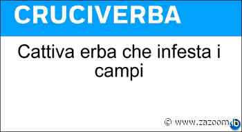 Cattiva erba che infesta i campi - Zazoom Blog