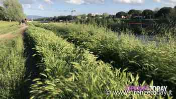 "Miracolo" a Firenze, anzi no: dopo le piogge l'erba è più alta dei bambini / FOTO - FirenzeToday