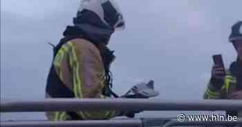 Nederlandse reisduif voelt zich helemaal goed bij Bornemse brandweer - Het Laatste Nieuws