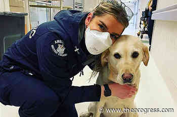 Canine employee bringing comfort to White Rock hospital's patients, staff – Chilliwack Progress - Chilliwack Progress
