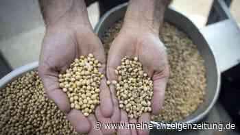 China lässt Gen-Soja aus Argentinien zu