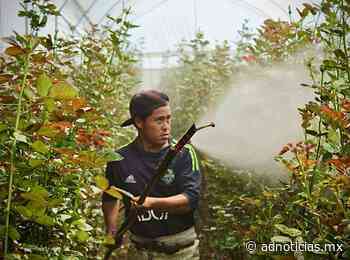Falta de apoyo amenaza cierre de cultivos de flor en Tenancingo - AD Noticias | Noticias del Estado de México