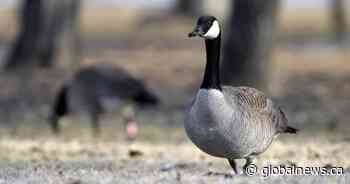 City of Saskatoon warns residents after positive cases of avian flu in birds
