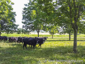 Study identifies cattle forages to develop productive 'silvopastures'