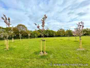 New trees planted to mark the jubilee in Basildon - Southend Echo
