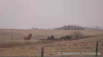 Saskatoon grassfire threatens homes | CTV News - CTV News Saskatoon