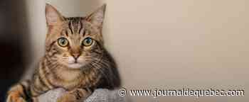 Épouser son chat pour éviter d’être évincé par ses propriétaires