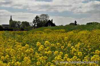 Jonge ganzen op geel gekleurde Sluizerdijk - Hasselt Actueel