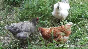 Un quartier entier de Nice à la recherche d'une poule disparue dans une école primaire - France Bleu