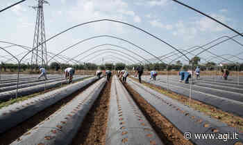 Caffé, cornetto e prestazione sessuale. "Così si lavora nei campi nell'Arco Ionico" - AGI - Agenzia Italia