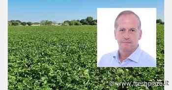 Ci sarà una riduzione di almeno il 30 per cento del volume per le patate novelle spagnole - Freshplaza.it