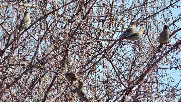 Calgary ends April on a high note