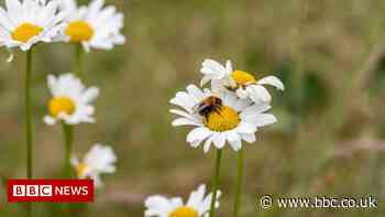 Gardeners urged to let lawns go wild to boost nature