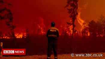 Climate change: Record tree losses in 2021 in northern regions