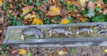 Slimme vallen vangen op één jaar tijd meer dan 500 ratten - Het Laatste Nieuws