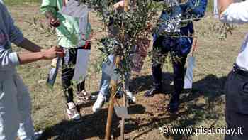 Pontedera: quattro nuovi ulivi nel giardino dell'istituto 'Marconi' - PisaToday