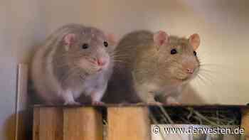 Essen: Kakerlaken, Ratten, Schimmel – übler Verdacht der Mieter - DER WESTEN