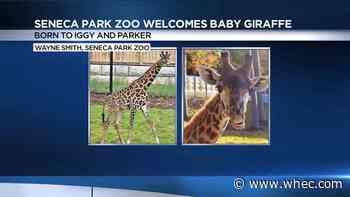 Baby giraffe born at Seneca Park Zoo