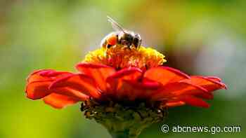 Millions of bees used in pollination die in airline shipping