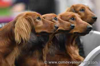 Your dog’s personality may have little to do with its breed - Comox Valley Record