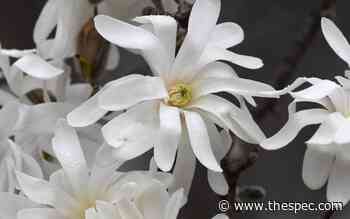 Events and things to do in the Hamilton area this weekend - Hamilton Spectator