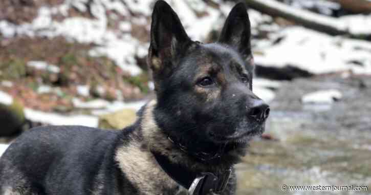 Retired K9 Ran Into Woods and Disappeared: Now Sheriff's Office Is Asking for the Public's Help
