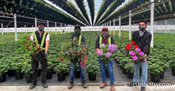 Unbe-leaf-able: A series of giant wholesale plant pop-ups are opening in Calgary this weekend - Curiocity