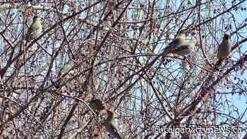 Calgary weather for Friday, April 29 | CTV News - CTV News Calgary