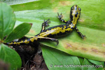 The Nature Nut – Kitimat Northern Sentinel - Kitimat Northern Sentinel