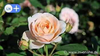 Reinfeld pflanzt Rose in Erinnerung an Matthias Claudius - Lübecker Nachrichten