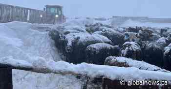 Assistance available for Saskatchewan ranchers impacted by spring snowstorm - Global News
