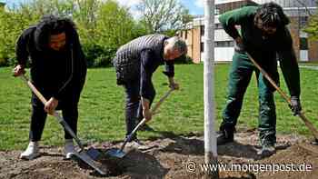 Prenzlauer Berg: Neue Bäume kompensieren Bau-Offensive im Thälmannpark - Berliner Morgenpost
