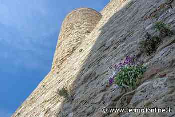 Passeggiando tra botanica e storia coi docenti dell'UniMol - Termoli Online