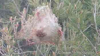 Termoli: Nido di processionaria a Difesa Grande - Termoli Online