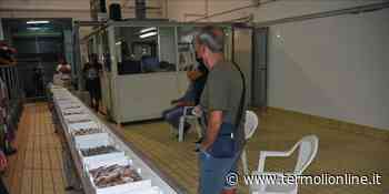 Caro gasolio, pandemia e vendita in banchina: al Mercato ittico passa un quarto del pesce fresco - Termoli Online