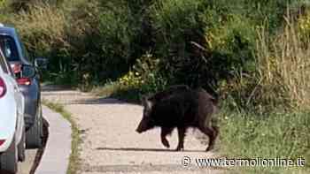 Rio Vivo, incontro ravvicinato con un cinghiale nei pressi della scuola - Termoli Online