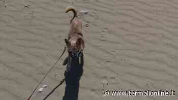Termoli: «Nilo è stato ritrovato, siete essenziali» - Termoli Online