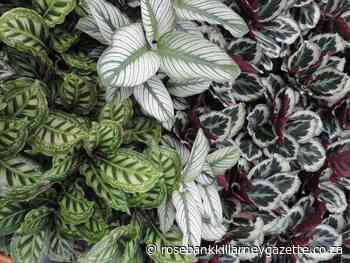 The bold and the beautiful - Rosebank Killarney Gazette