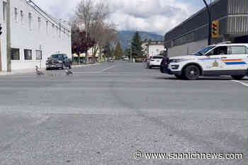 VIDEO: RCMP officer helps family of geese cross BC street – Saanich News - Saanich News