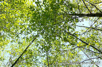 Sooke tree bylaw likely delayed until after fall election – Saanich News - Saanich News