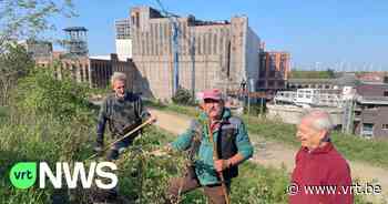 Wilde rozentuin op terril van Beringen is een succes: nog 100 struiken extra aangeplant - VRT NWS