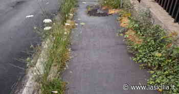 Catania: erbacce e spine all'ingresso della scuola - La Sicilia